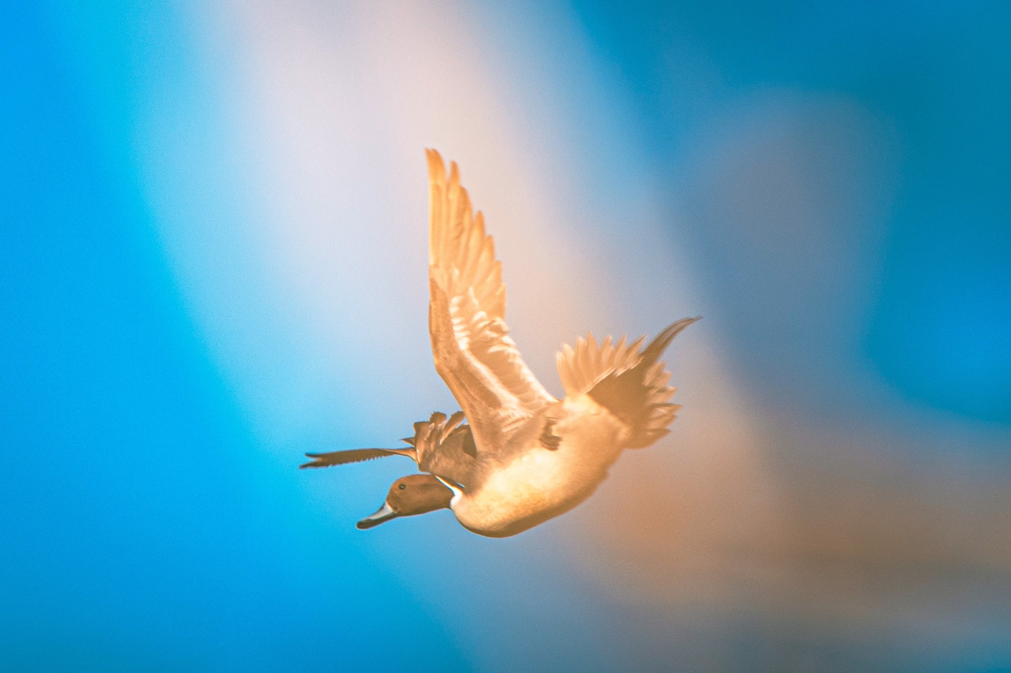 Keep your eyes to sky and call accordingly Keep your eyes to sky and call accordingly