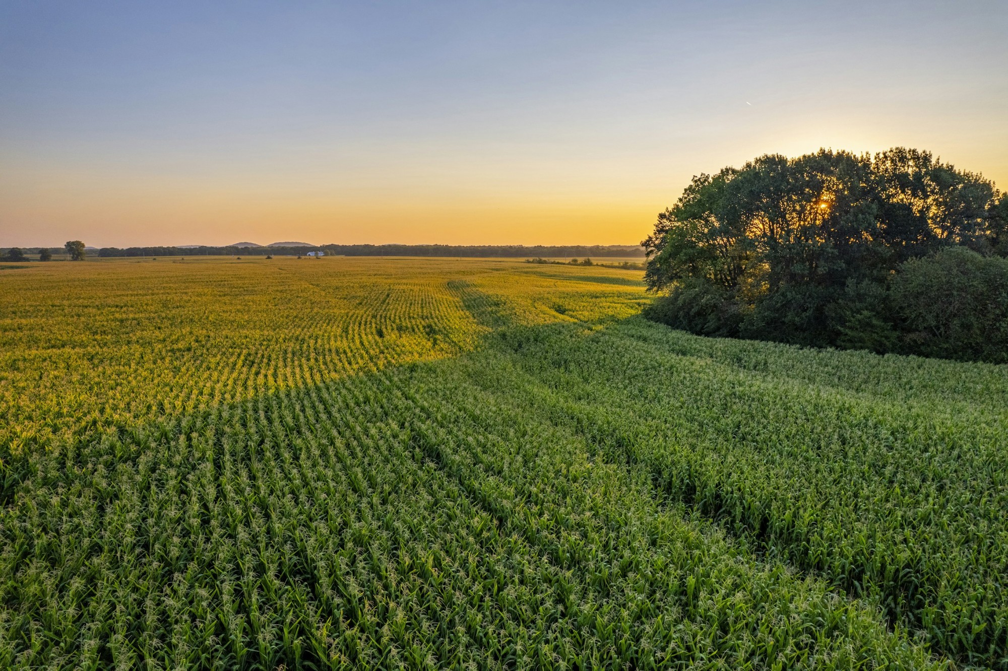 Farmers walk their fields to sample corn ears, counting kernel rows and calculating yields based on plant population per acre. Farmers walk their fields to sample corn ears, counting kernel rows and calculating yields based on plant population per acre.