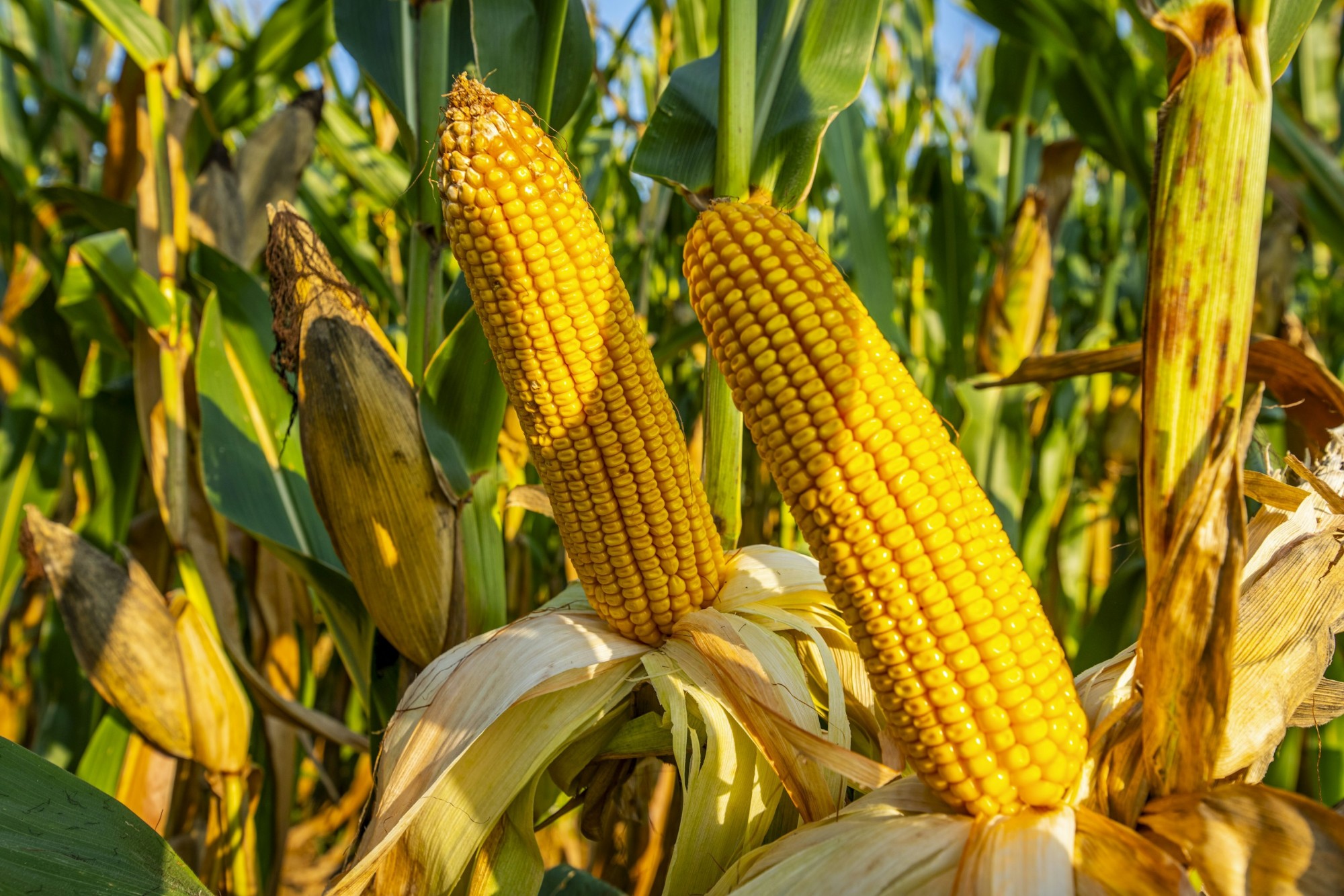 Higher projected yields directly increase the value of farmland, especially in regions with prime Class A soils. Higher projected yields directly increase the value of farmland, especially in regions with prime Class A soils.